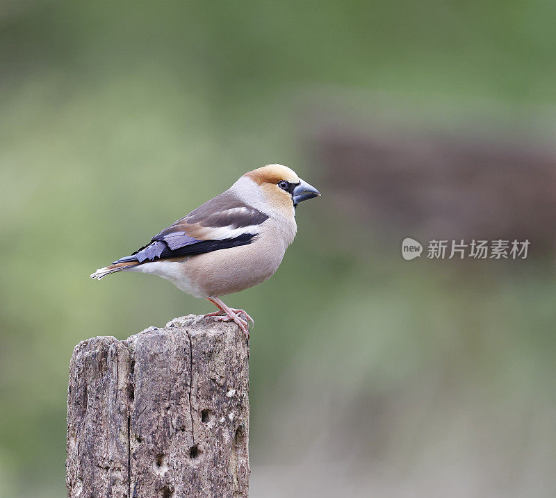 山雀（Coccothraustes coccothraustes）国际象棋